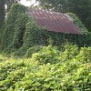 Eating Kudzu – Getting Back at The Vine That Ate the South Barn covered with Kudzu vine.