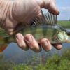 Spring Fishing Tips and Gear river-fish-1164953_640