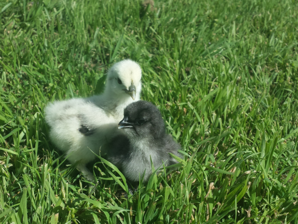 These are our two little Silky Chicks!