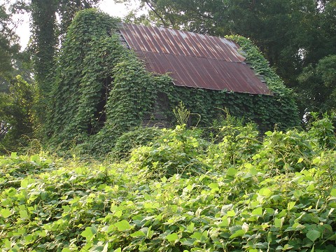 Barn covered with Kudzu vine.